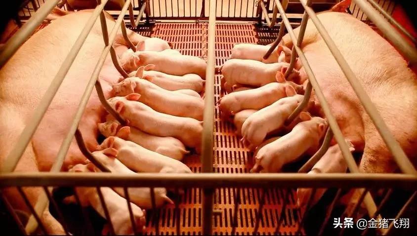 母猪便秘小猪拉稀,为防止小猪拉稀母猪产前怎样保健