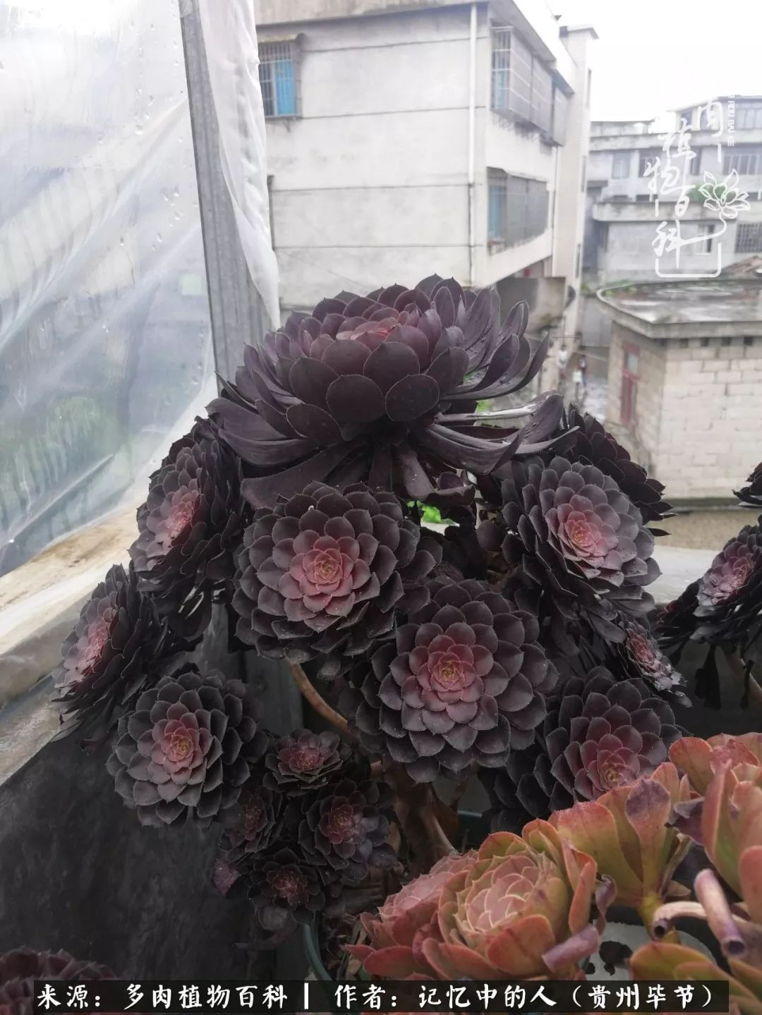 我心中的玫瑰原唱,我心中的玫瑰全部歌曲