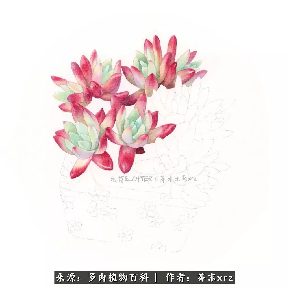 那个爱画多肉的小姑娘带着她的心头肉又来啦!