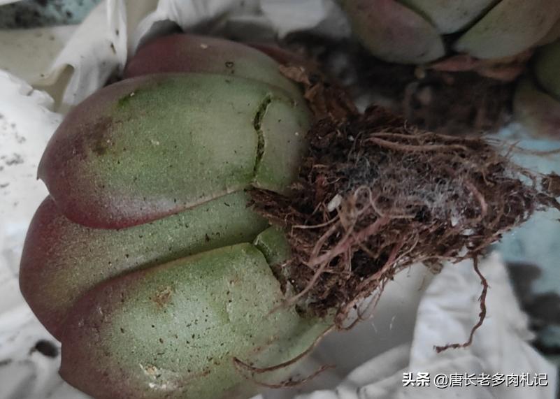 根系很发达的多肉怎么修根,刚买回来的多肉