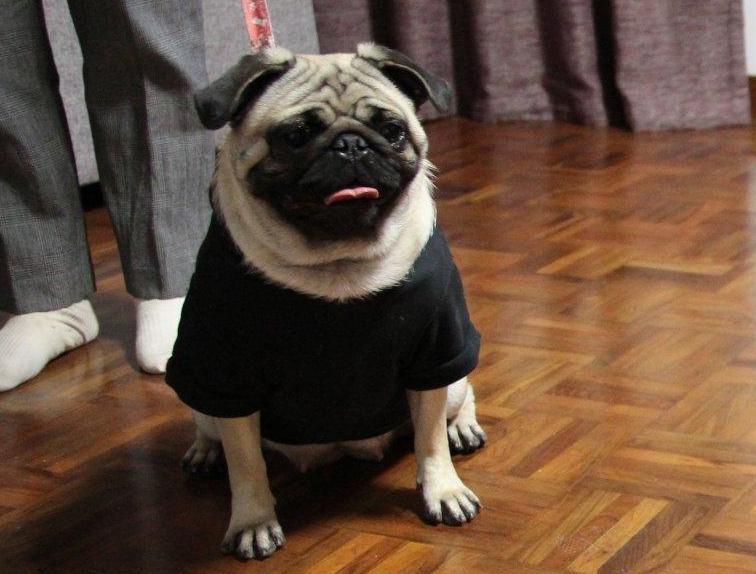 巴哥犬和什么一起养好,巴哥犬怎么养才能养好