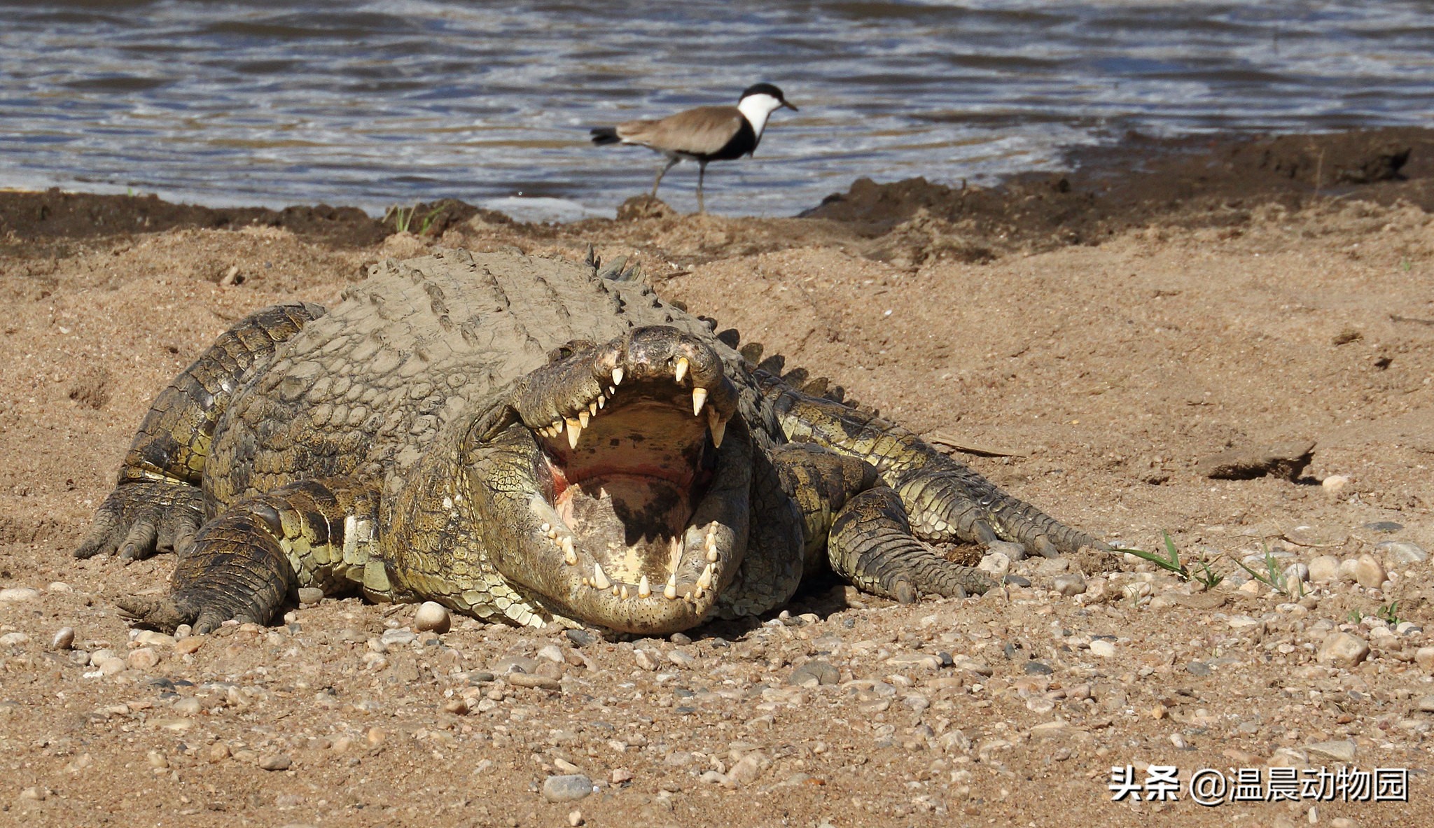 鳄鱼是冷血动物真的养不熟嘛,最大的鳄鱼湾鳄和尼罗鳄