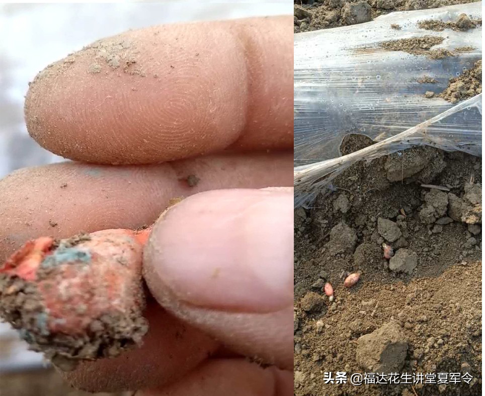 如何确保花生一播全苗,花生种植实行全程技术指导服务