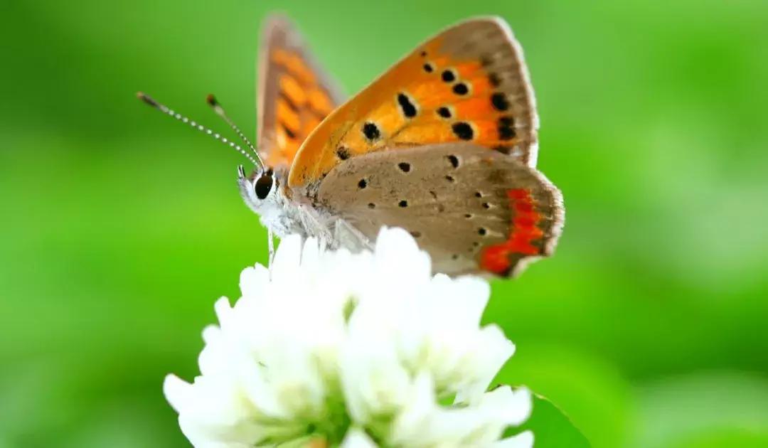 带感冒药入境,带感冒药出国被抓