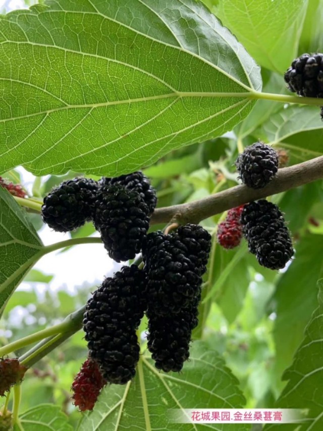 桑树全身都是宝的实例,桑树全身都是药