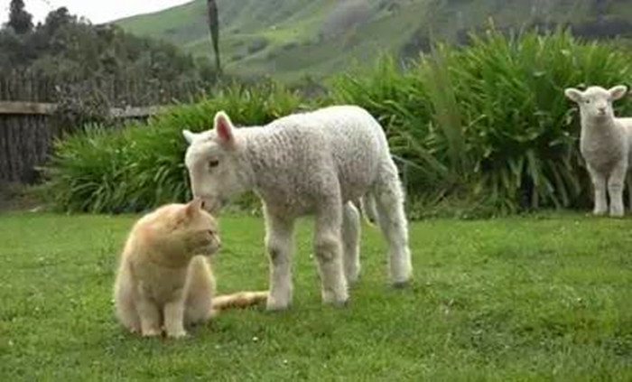 猫咪礼貌推开铲屎官,猫咪热情帮铲屎官牧羊