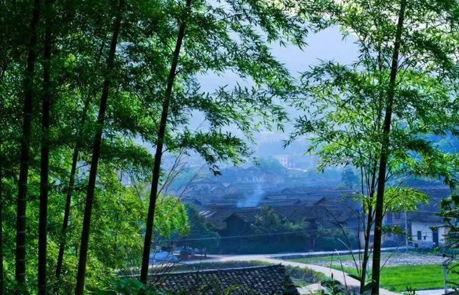 梦中的菜园小视频,我的梦中菜地