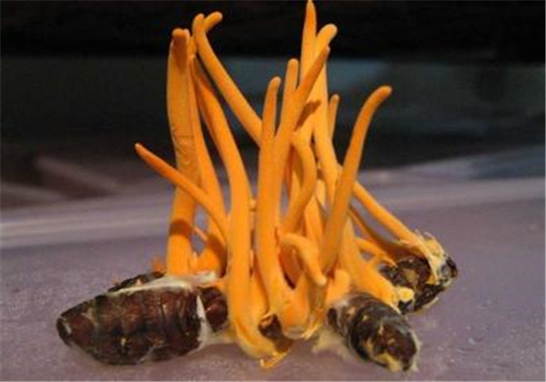 蛹虫草人工种植好种吗,蛹虫草的培育技术与管理