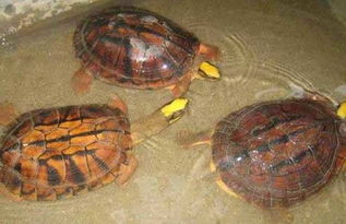 三线闭壳金钱龟买什么龟缸最好养,三线闭壳金钱龟可以深水养吗