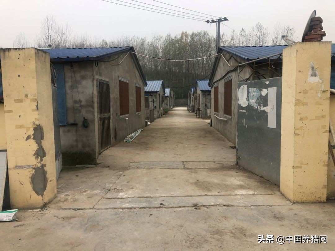 非瘟拔牙成功的案例,拔牙治愈过程