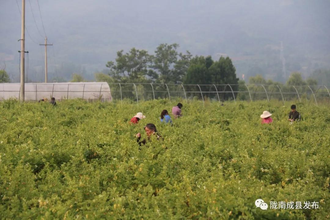 乡镇推动传统产业提档升级,乡镇多举措促进产业转型