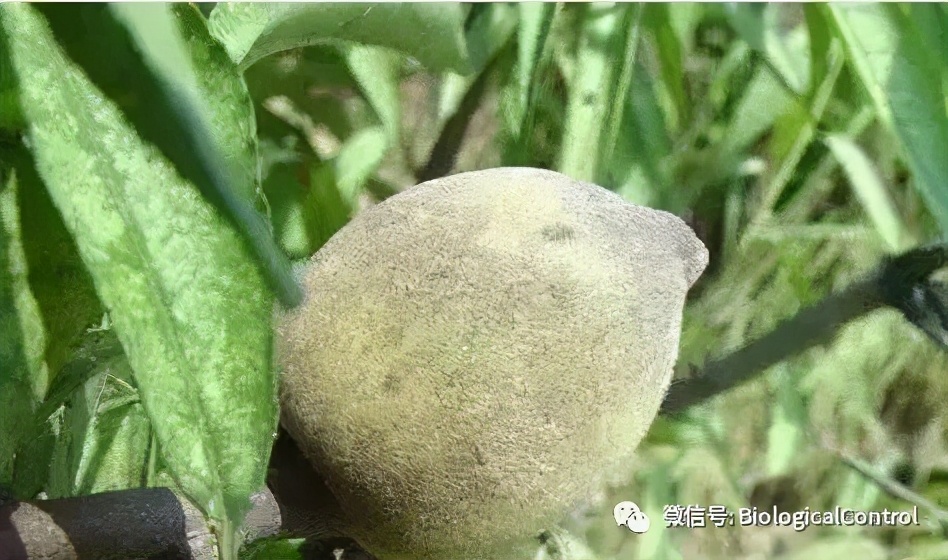 防治果树煤烟病用什么药,冬季果树炭疽病用什么药