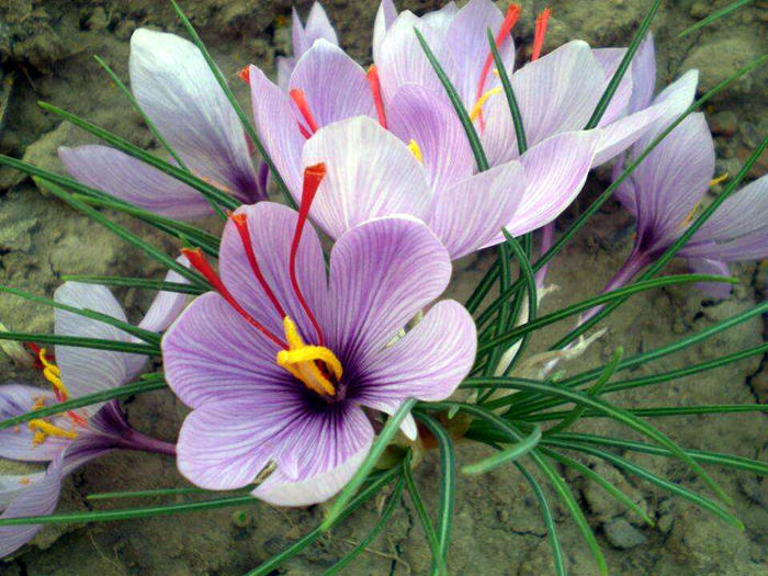 藏红花很贵不要浪费,藏红花有哪些值得买的