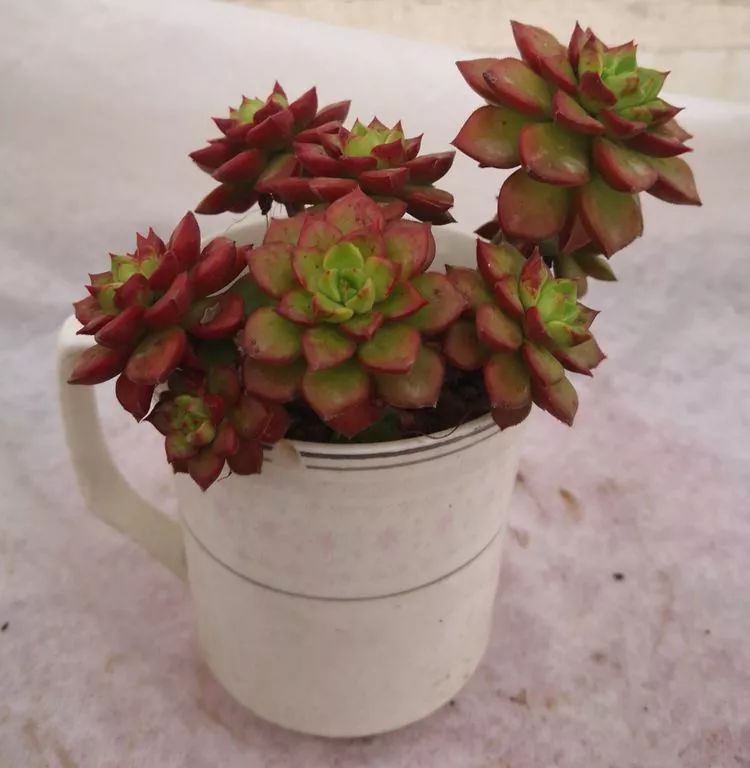 一花一世界多肉园艺,一花一世界一叶一菩提多肉植物