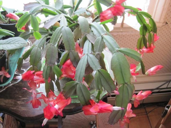 室内蟹爪兰如何养,室内养蟹爪兰的正确方法