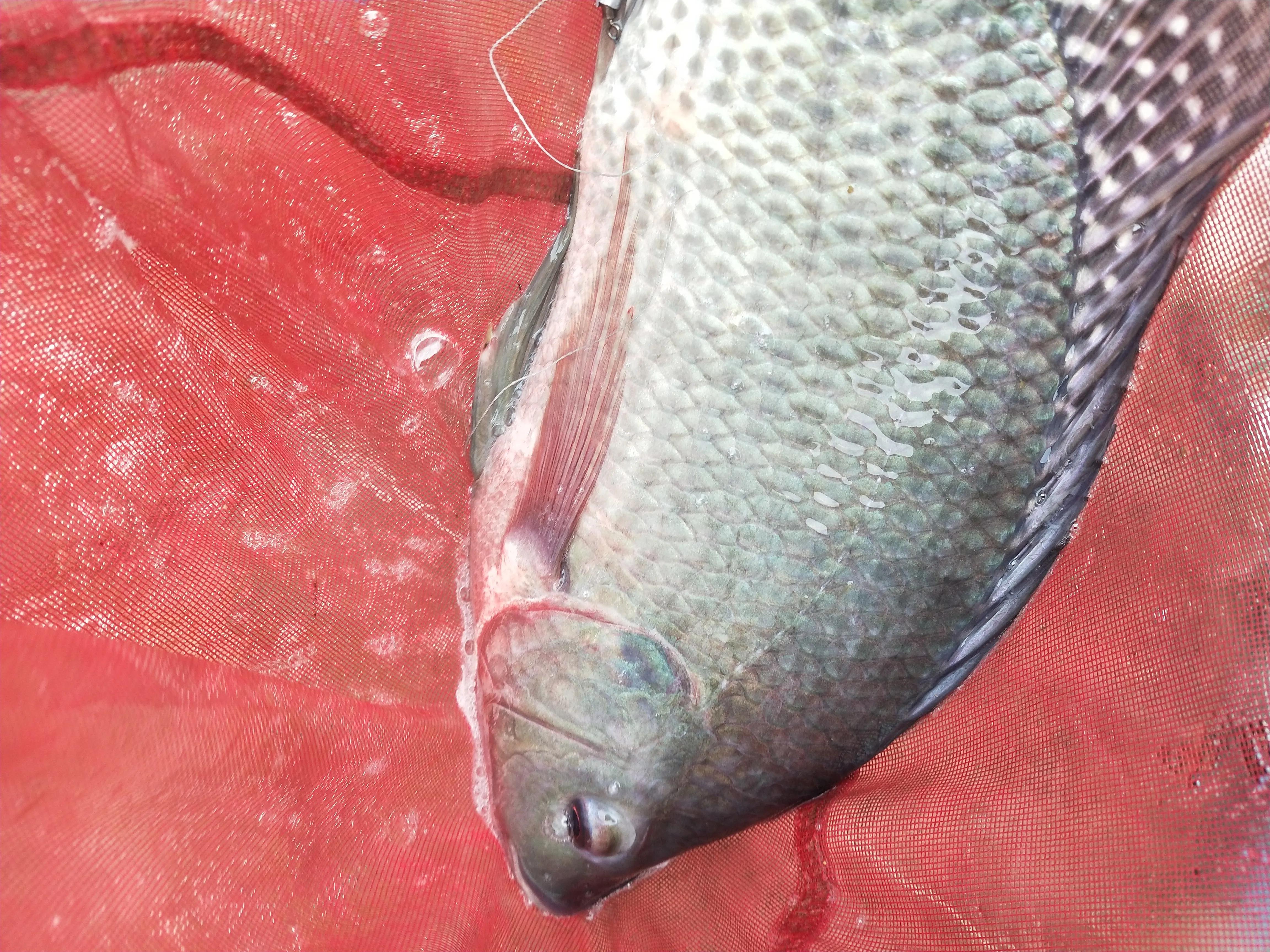 自制冷冻饵实战效果,罗非自制冻饵用什么收水