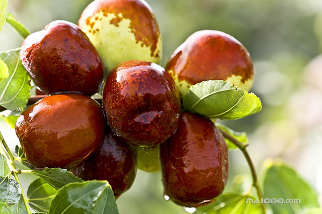 沈阳好去处17个金牌采摘园,辽宁10月采摘去哪