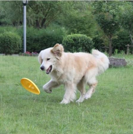 哪些适合和狗狗一起玩的小游戏,可以与宠物互动的养成游戏