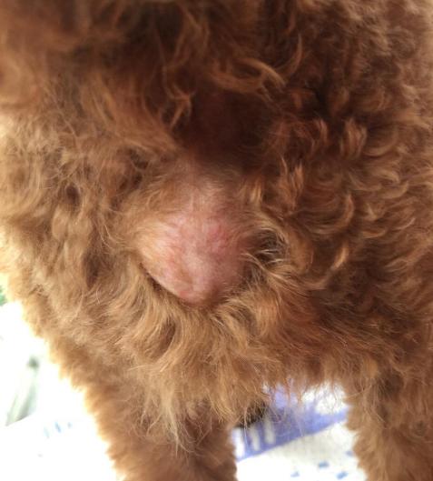 如何给泰迪犬洗澡,泰迪犬洗澡的正确方法