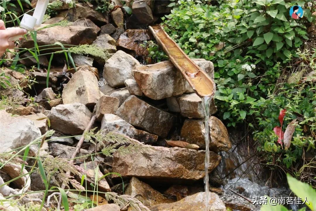 冰岛老寨大秋茶园的茶是真的吗,冰岛五寨之一糯伍什么口感