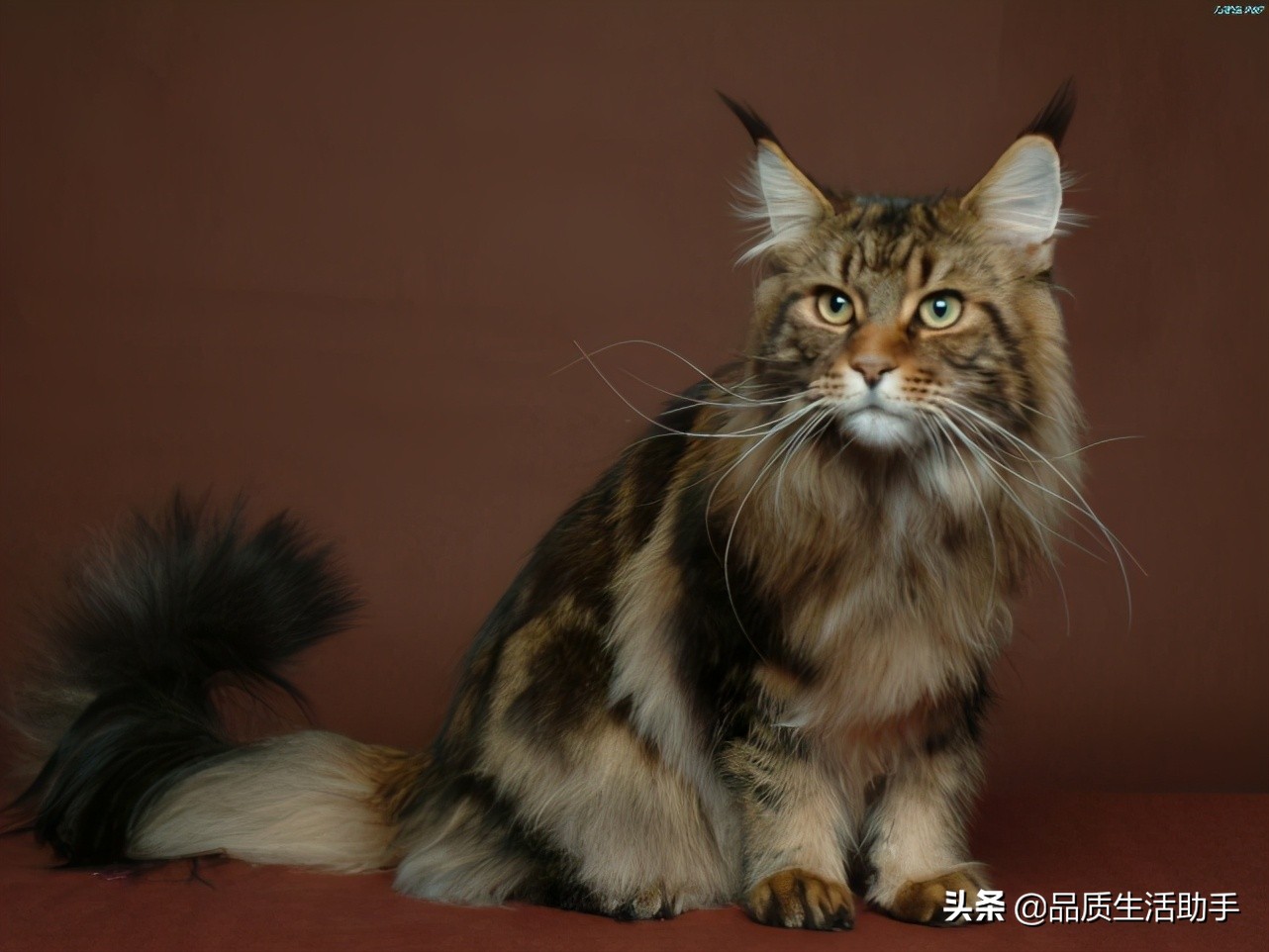 养猫怎么处理猫毛粘衣服,怎么处理猫毛最好的方法
