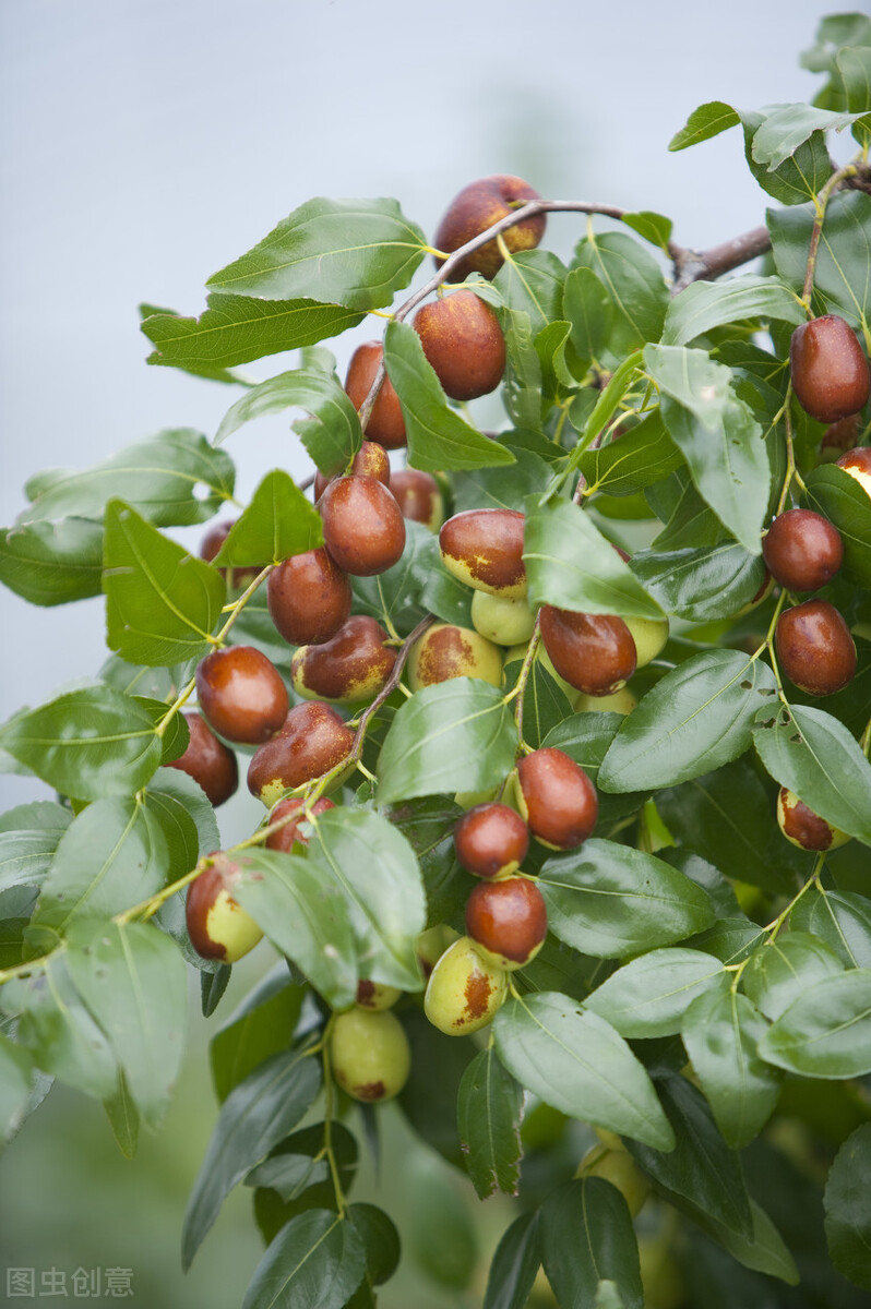 中秋佳节必吃的4种吉祥果,立秋建议多吃5样秋果