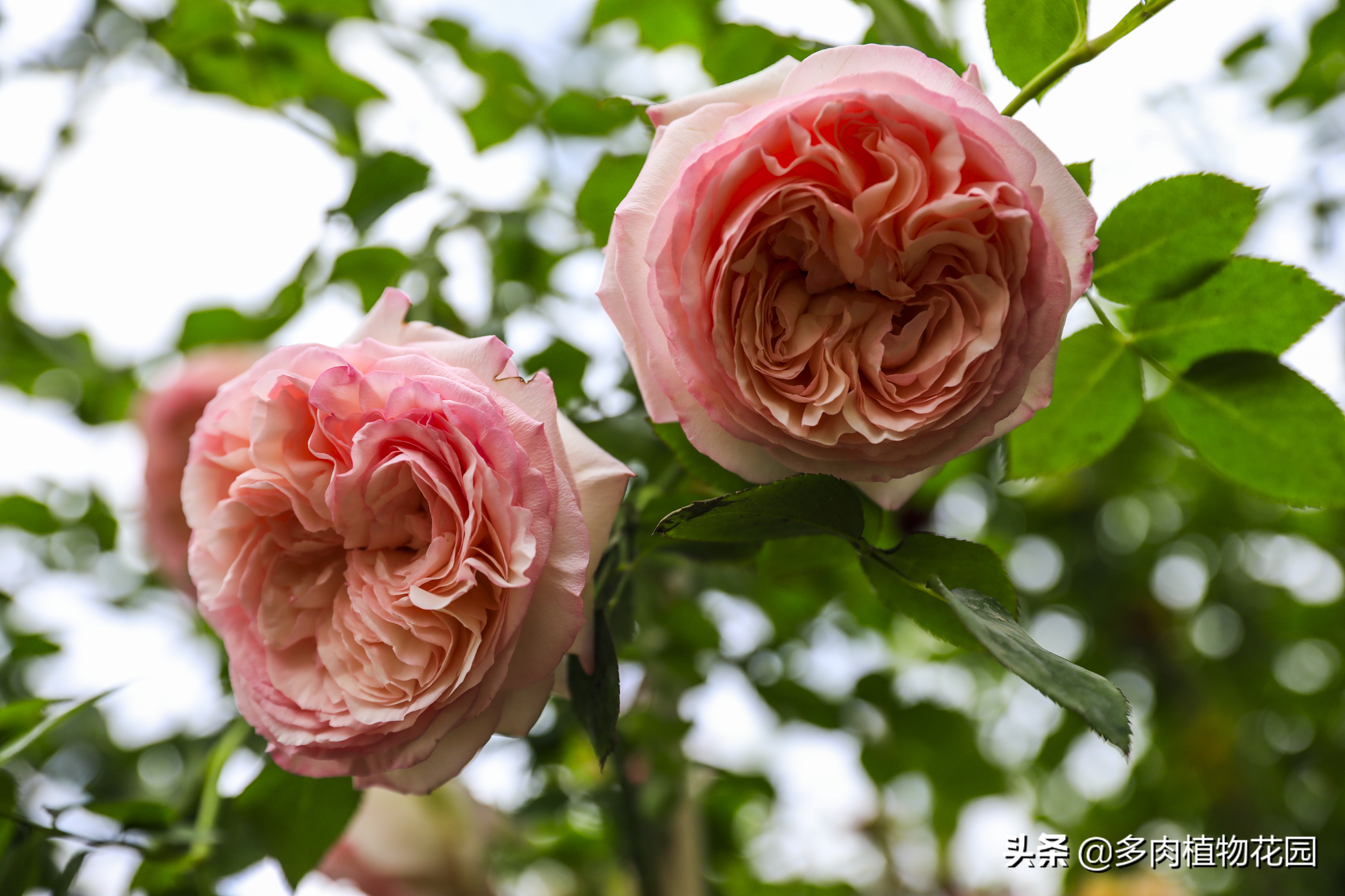 青州月季大棚怎么选,青州高杆月季哪里有