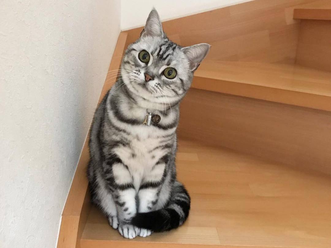 猫咪到底能不能吃洋葱,猫能不能吃洋葱