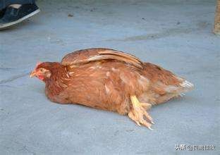 新城疫症防治方法,新城疫最快的治疗方法