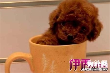 3个月茶杯泰迪犬标准肩高,茶杯泰迪犬发情出血多吗