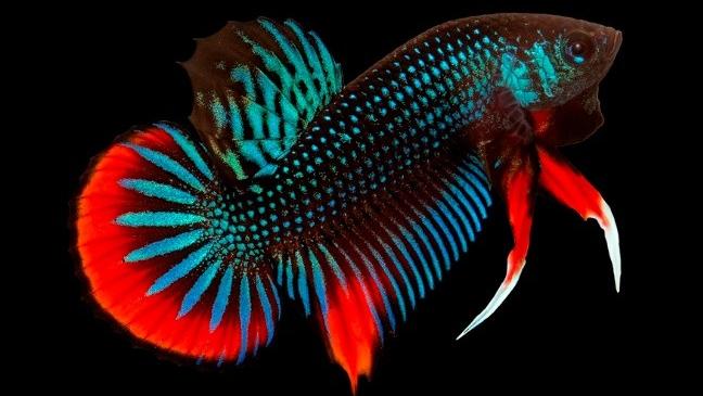 泰国斗鱼和中国斗鱼繁殖出来的苗,泰国斗鱼vs泰国斗鱼