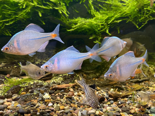 儿时捞起来就扔，钓鱼人最讨厌它，俗称“屎光皮”，现在却很值钱