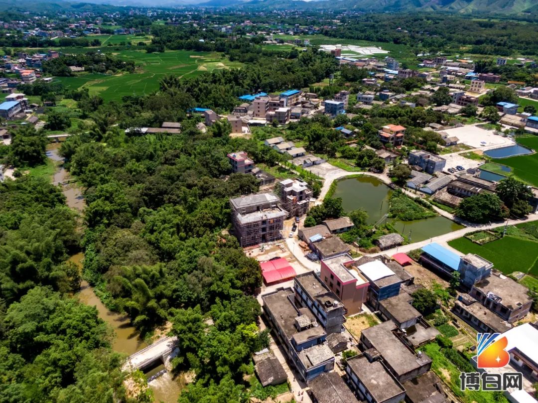 活久见！快成精了？博白发现明朝古树，至今600多年