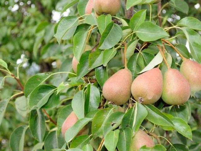 梨树主要病害及防治,四月份梨树叶子主要是哪几种病害