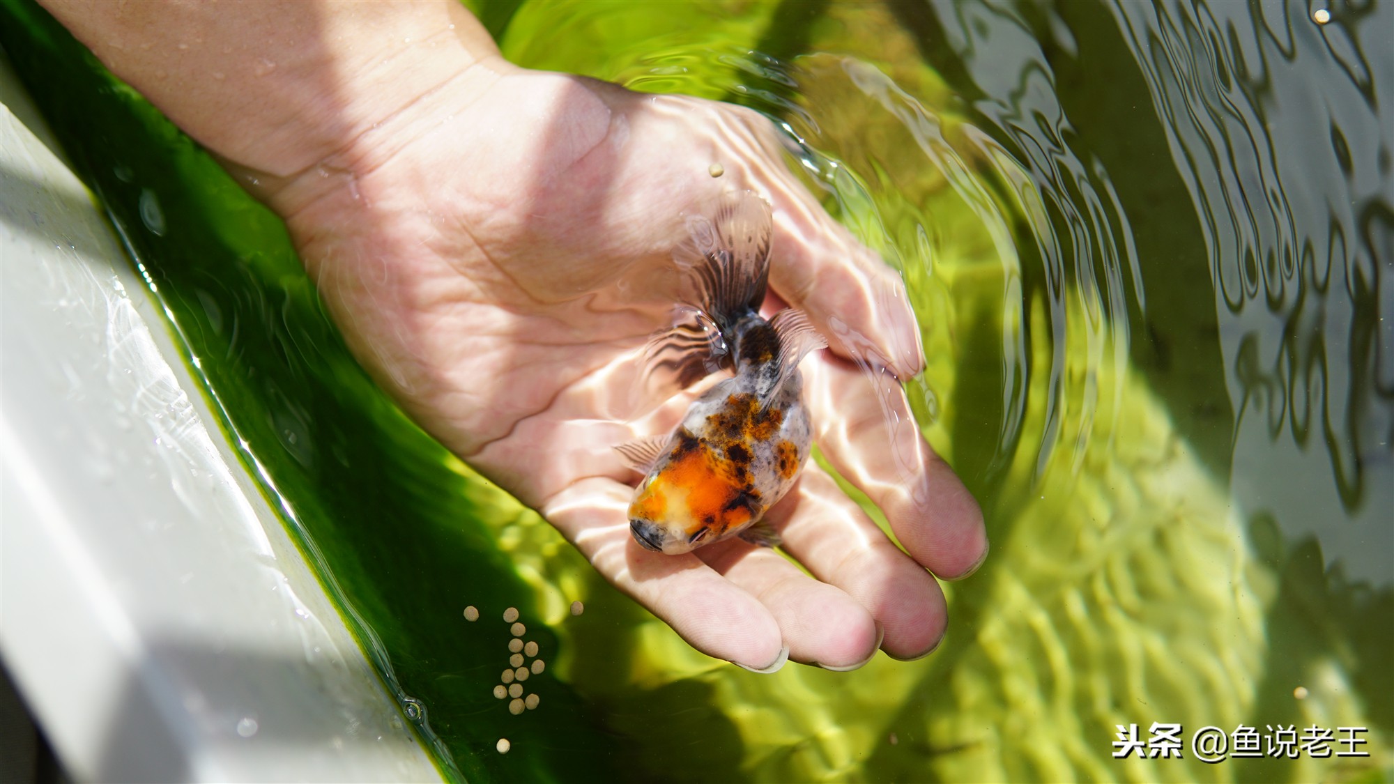 鱼儿失鳔症怎么治,怎么预防鱼失鳔
