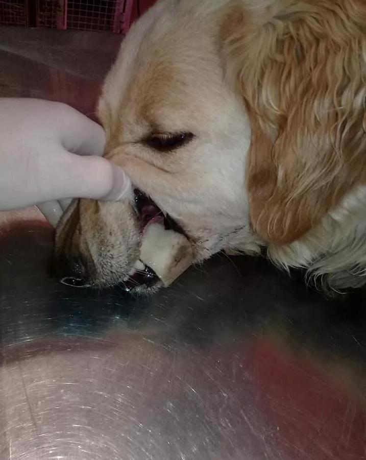 大金毛吃了鸡骨头吐了一点,大金毛吃骨头卡着会有什么症状