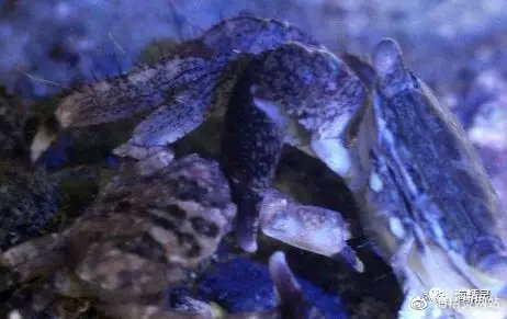 海水白点处理,海水白点病的严重程度怎么判断