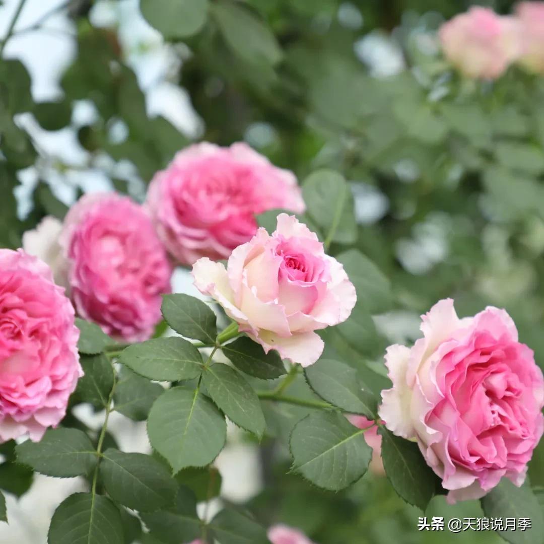 不容易，天狼自育终于打折了！空蒙只要50不到！