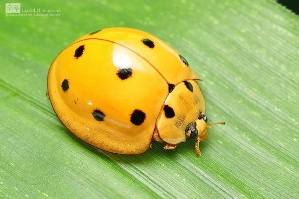 瓢虫是甲虫吗,瓢虫与甲虫形态的主要区别