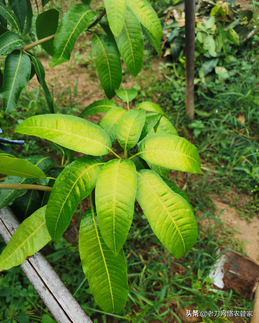 芒果苗叶子发黄枯萎怎么治,芒果叶子油亮是什么病害