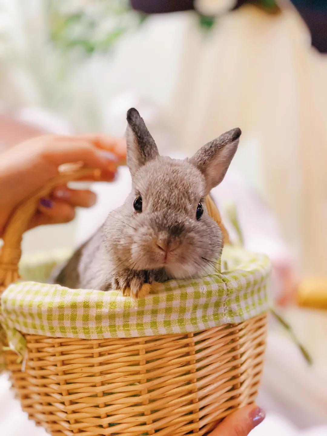 兔子馆三里屯,深圳三里屯兔子馆