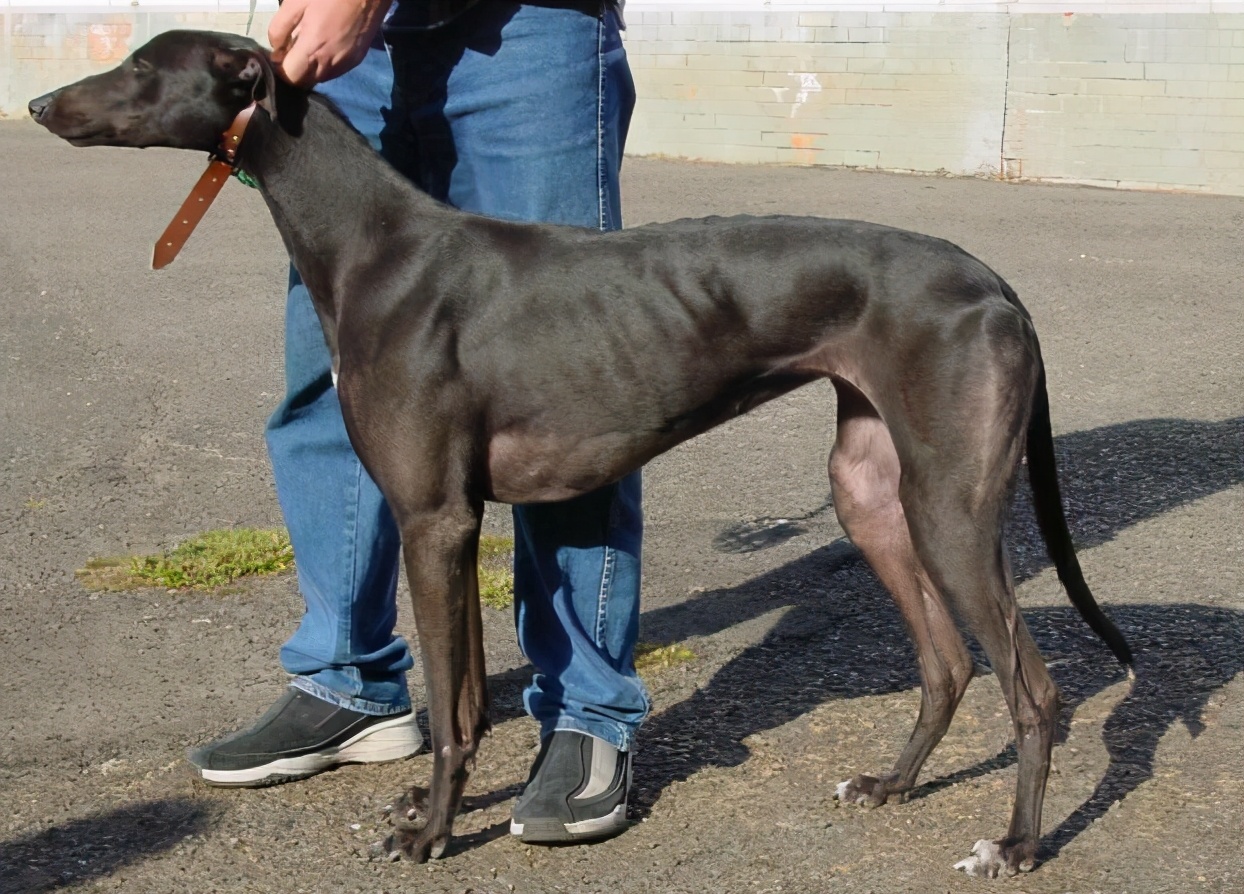 中国细犬为什么禁养,中国细犬在哪里禁养