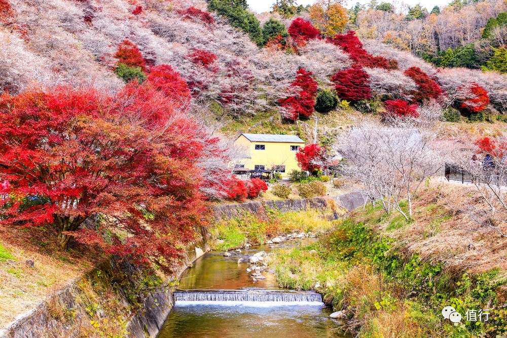 春秋航空199飞新加坡含税多少钱,春秋航空境外航线