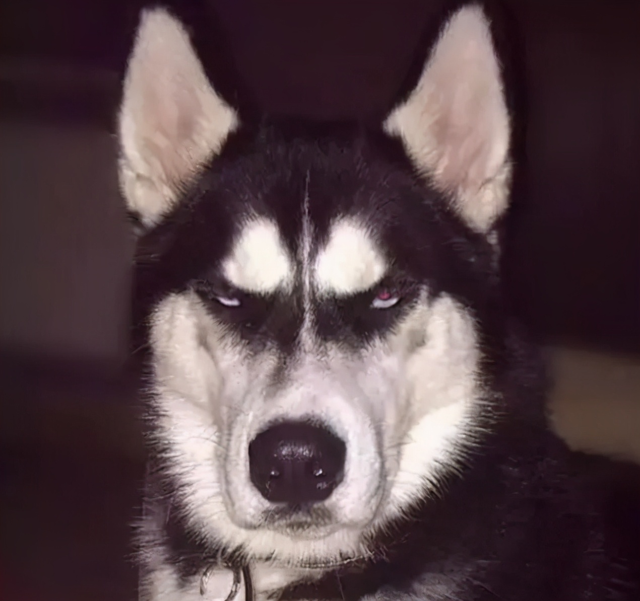 饲养哈士奇,养哈士奇新手要注意什么事项