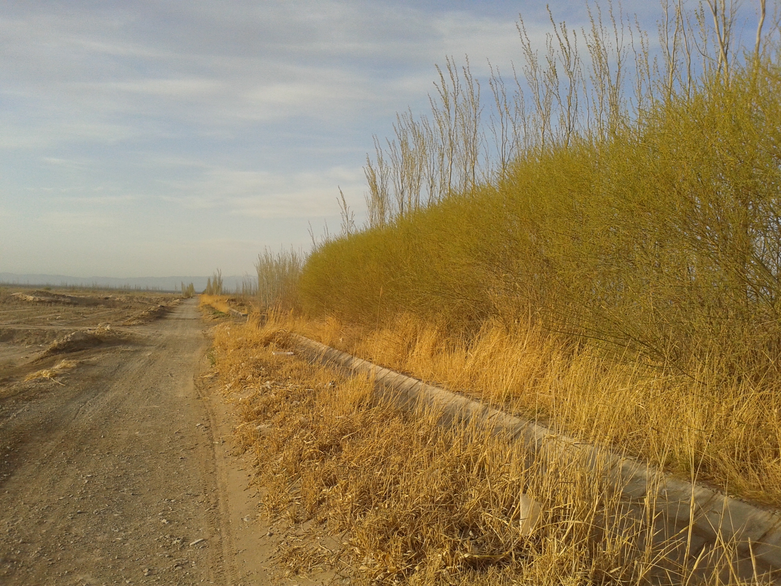 乡村振兴致富带头人政策作用,新农村致富好项目