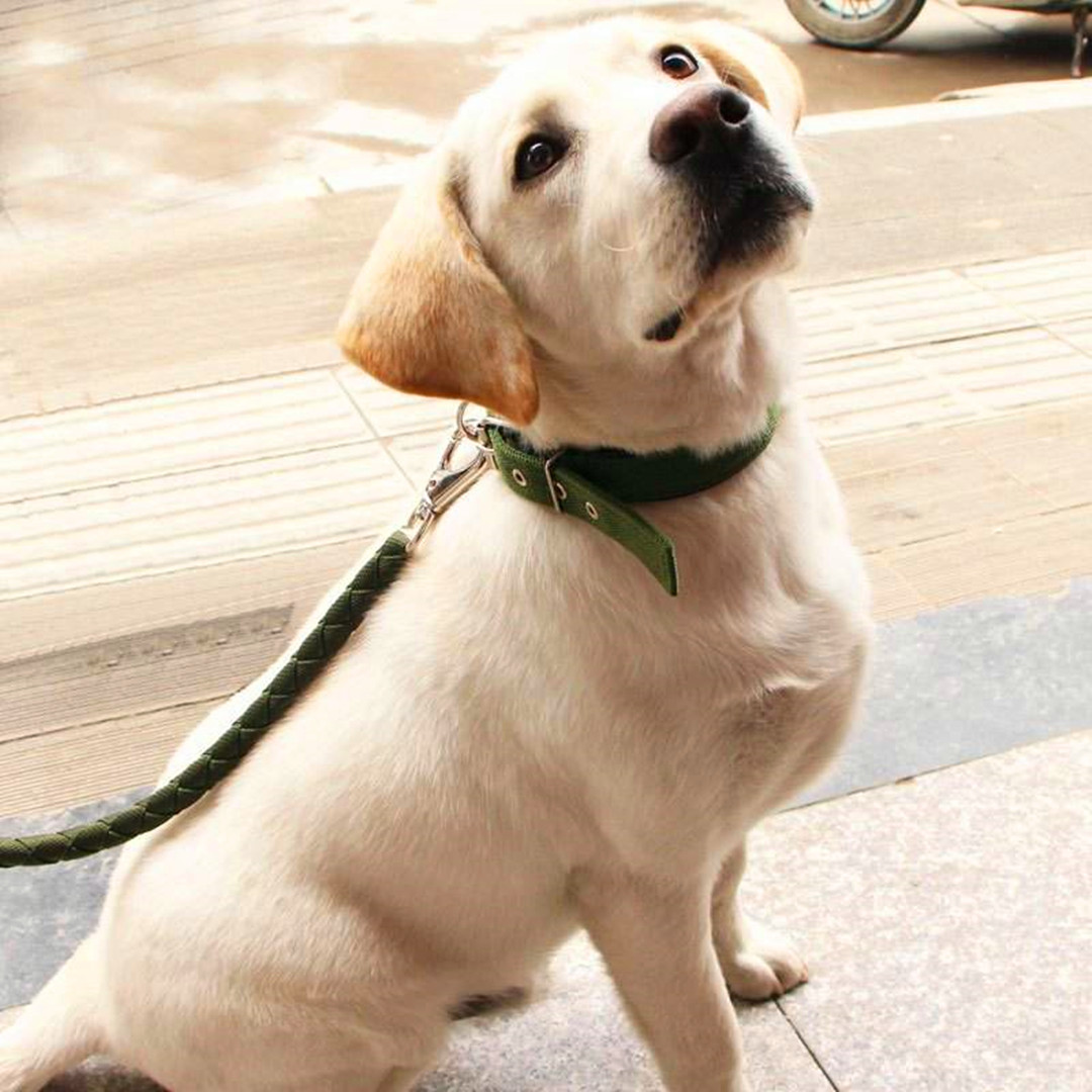 主人挑选牵引绳时出纰漏，萨摩耶出门后挣脱，注意三个正确方法！