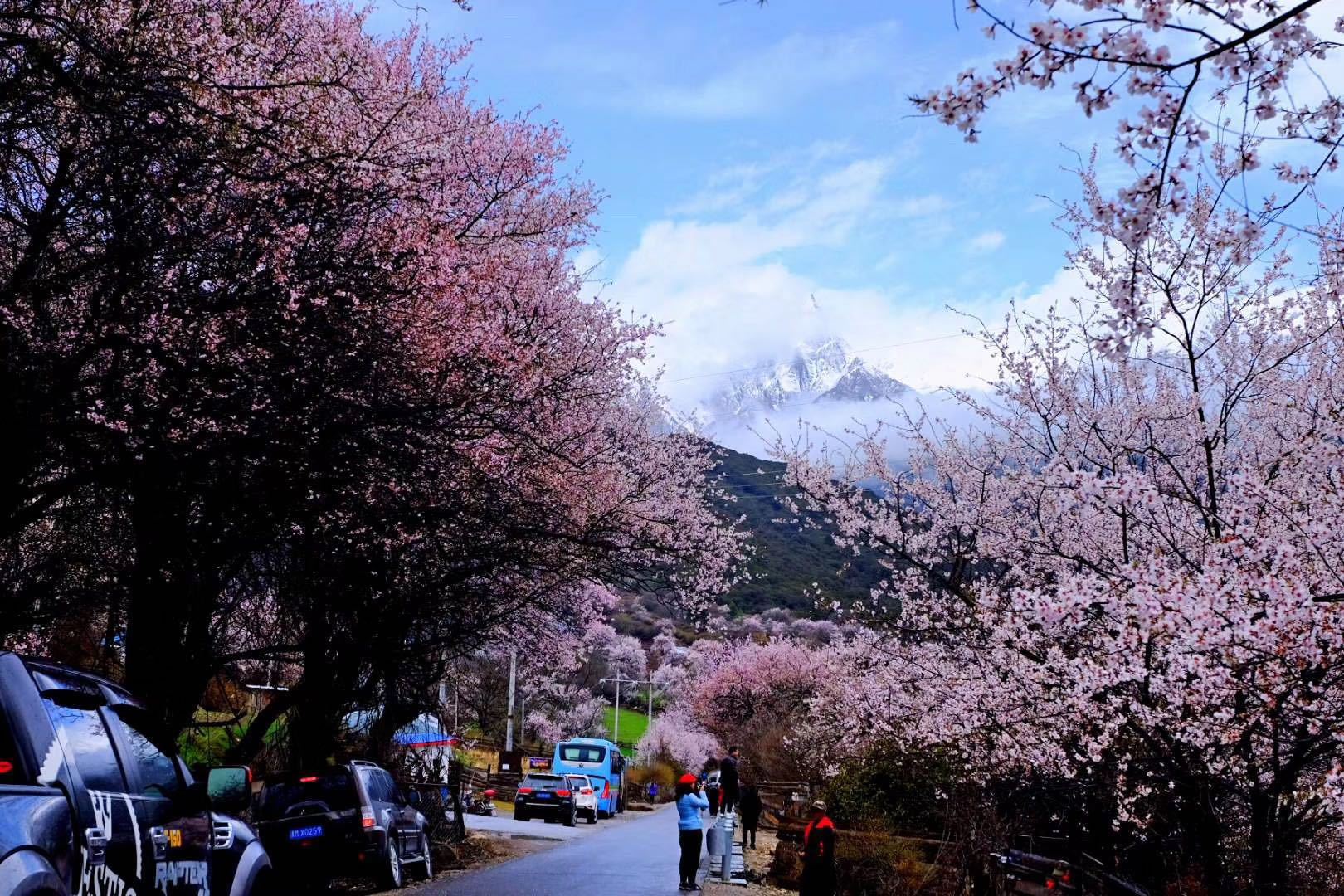 拉萨到成都普拉多托运费用,拉萨丰田普拉多租车多少钱一天