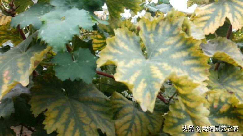 葡萄上色哪种最好,葡萄需要上色的有哪些品种