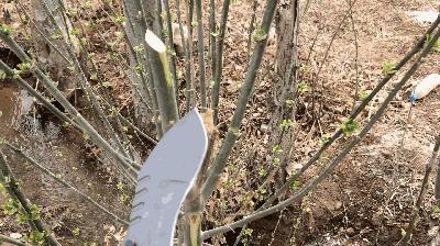 折叠狗腿刀,刀刀评测