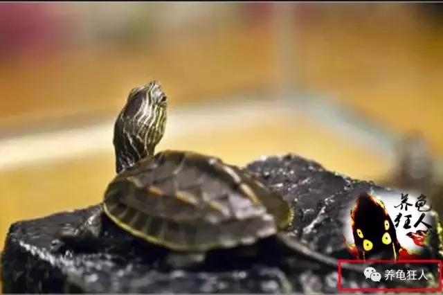 中华花龟和台湾花龟有什么区别,斑纹草龟和普通草龟的区别